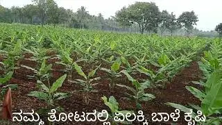 yelakki Banana farming