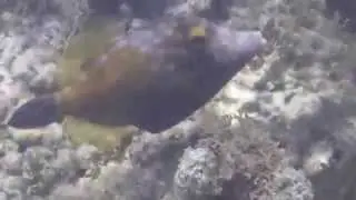 white spotted filefish orange phase 2