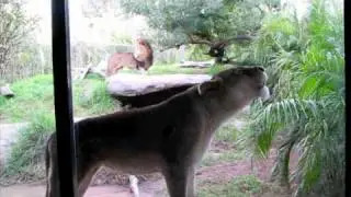 Lioness Roaring