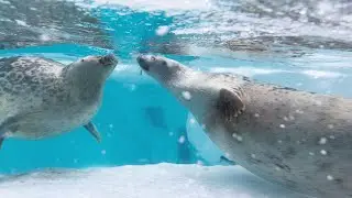 【まるすぎるアザラシ】 モヤくんが近くに寄ってきて怒る妊娠中のアラレちゃん （Ringed seal / Arare and Moya）