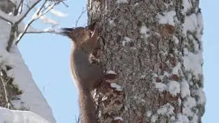 Orav