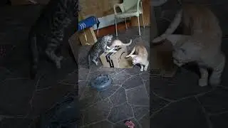Bengal Action