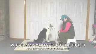 Canine Fitness Training with Cato Platforms - 