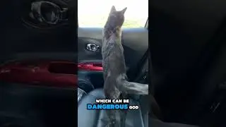 Car Ride Safety Tips | Two Crazy Cat Ladies #cats #cattips