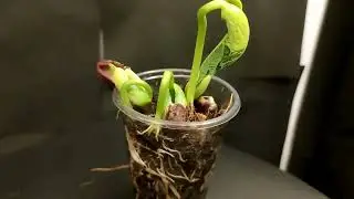 Bean plant grow time lapse, #timelapse #beanplant