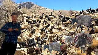 The Battle for Survival | The Hard Migration of Iranian Nomads from the Mountains to the Warm Plains