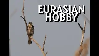 January at Vetal Tekdi | Eurasian Hobby After 2 Years