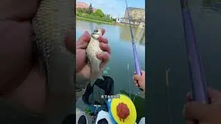 Vlog 1: Recreational Fishing Trip in Nature - Part 67
