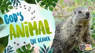 GOD'S ANIMAL - THE BEAVER | Kids on the Move