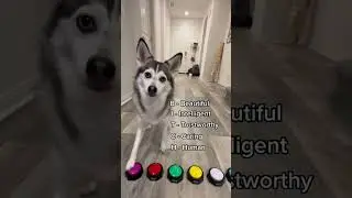 Sapphie the pomsky describes her baby brother
