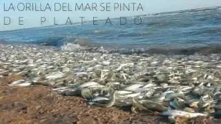EL DESOVE DEL PEJERREY