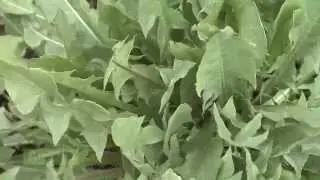 Weed of the Week #861 - Dandelion (Air Date 10/5/14)
