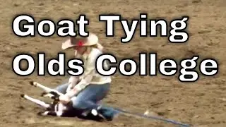 Goat Tying at Olds College Rodeo
