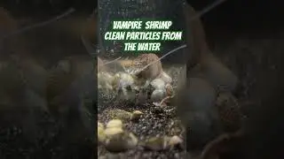 The best aquarium clean up crew!!!! #aquarium #guppy #fishtank #shrimp #aquascape #fish