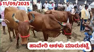 Haveri Cow Market || ಹಾವೇರಿ ಆಕಳು ಮಾರುಕಟ್ಟೆ || ಪ್ರತಿ ಗುರುವಾರ ಬೆಳಿಗ್ಗೆ || #cowmarket