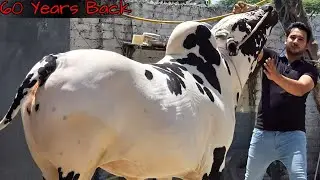 Дера Хаджи Вахид - Коллекция Beautiful Home Qurbani Fateh Jang Bulls 2024 - Бакра Манди 2024
