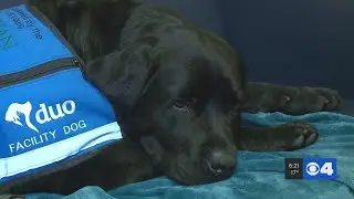 Therapy dog helping kids with cancer at the Cardinals Kid Cancer Center at Mercy