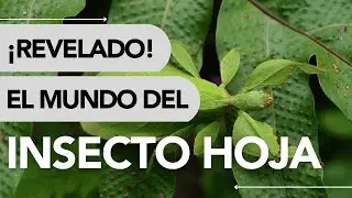 D&oacute;nde VIVE el INSECTO HOJA y QU&Eacute; COME 🌿 🌍✨