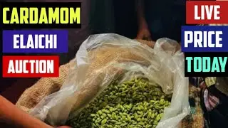 Cardamom auction live price today INDIA 16 September 2023 elaichi
