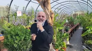 Compresse di giardinaggio. il pungitopo.