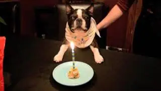 Birthday Candle Blowed Out by a Talented Dog for his 12th Birthday Cake! 🥳