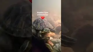 this shows that turtles and reptiles have emotions and have effection to people 😁