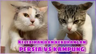PERBANDINGAN MEMELIHARA KUCING PERSIA VS KUCING KAMPUNG ATAU DOMESTIK