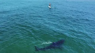 Why It Feels Like Sharks Are Suddenly Everywhere