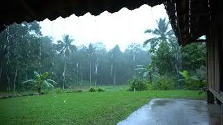 Heavy Tropical Rain from a Cozy Porch 🌧️ Jungle Nature Ambience