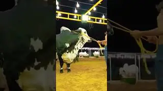 PULLING HEAVY BULL #shorts #shots #short #shortvideo #shortsfeed #bull #cattlefarm #animals #cow