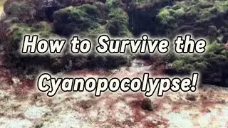 How to Survive the Cyanopocolypse!