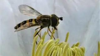 Hover Flies