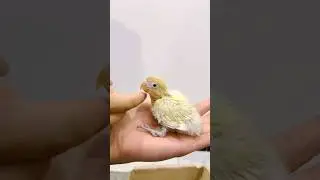 How to handfeed baby love bird 🐥 Meet 10 days old RIO pt 1 😍❤️ #birds #trending #handfeed #viral