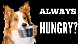 Why are dogs always hungry??