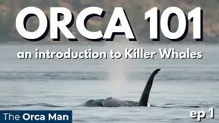 Orca 101  ep1: an introduction to Killer Whales