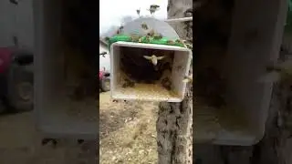 April 13, 2022 Bees in slow motion￼￼