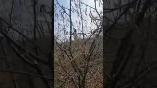 Rezidba i podmlađivanje le&scaron;nika u 8 godini #pruning #agriculture #agro #fruitcutting #fruit #fruits