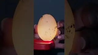 FIZ UMA OVOSCOPIA NOS OVOS DA MARGARIDA *ela vai ter patinhos*