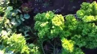 ワサビ菜の収穫【野菜づくり】【家庭菜園】　Harvest of wasabi greens