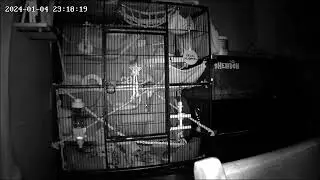 Manor Mischief #011 - 04/01/2024