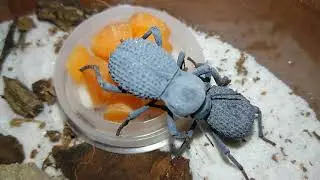 Next Day Update on the Asbolus Verrucosus!
