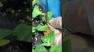 Playing God with Watermelons?! 🧬 Merging Two Plants for SUPER Fruit! 🍉 #farming #grafting
