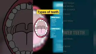 Types of teeth#use of teeth#sciencefacts#class-5 to10 classes#school knowledge point#shortvideo
