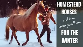 Homestead Horses and preparing for winter