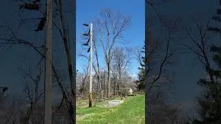 Tree Falling Tree Removal Company in King of Prussia PA