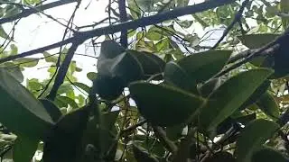 Tem o frito das asa branca no final do vídeo bom demais mistura pro feijão 🤤