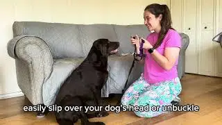 Say Goodbye to Pulling with the Balance Harness | Blue-9 Pet Products