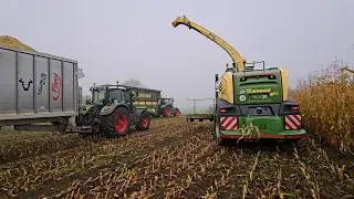 New BigX Krone 630 OptiMaize 2023 mit Fendt 930 Vario + Fendt 924 one + 718 bei Maisernte!
