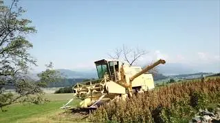 Versuch Quinoa-Ernte 2019
