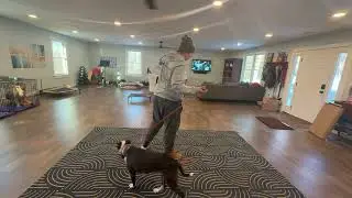 First ecollar session with nervous pitbull
